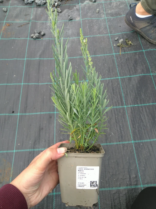 Linaria Springside White - 11. 7. 2025