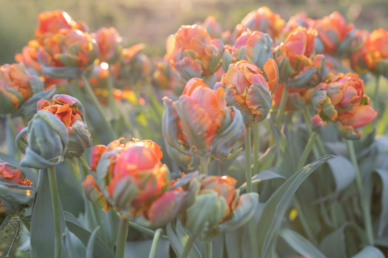 Tulppaani Hermitage Double, Loukykvět