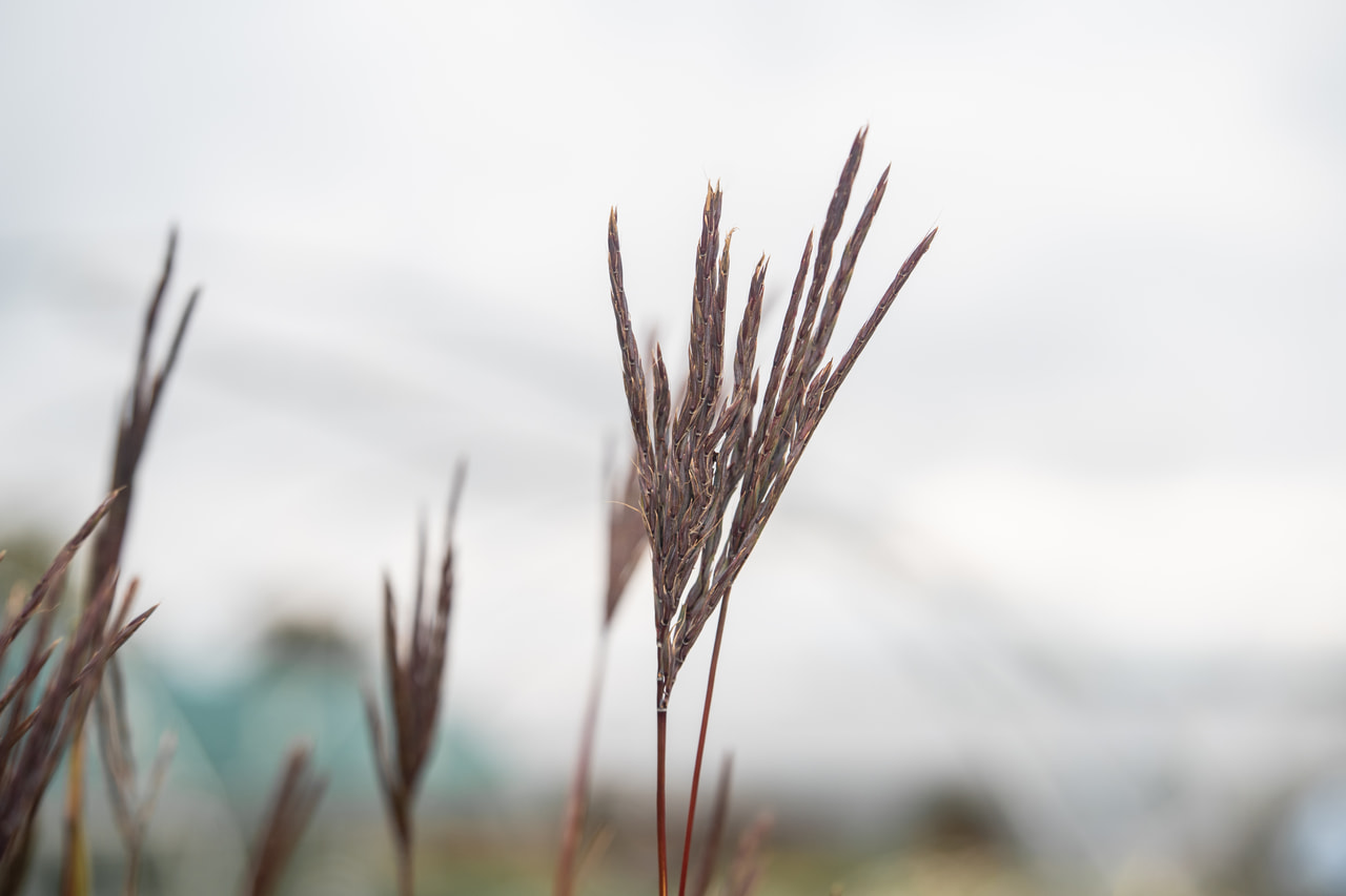 Big Bluestem JS Purple Konza, Loukykvět