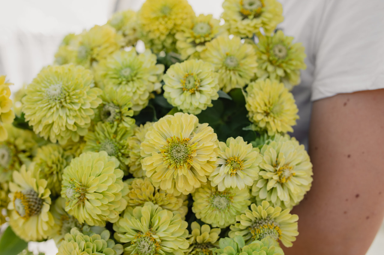 Tsinnia Queen Lime, Loukykvět