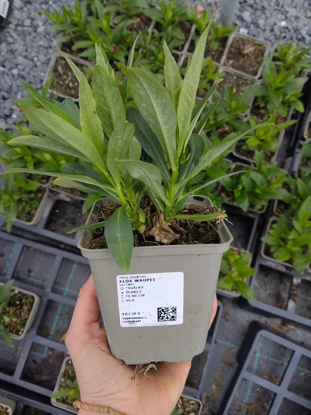 Leimu Waupee - 21. 4. 2026