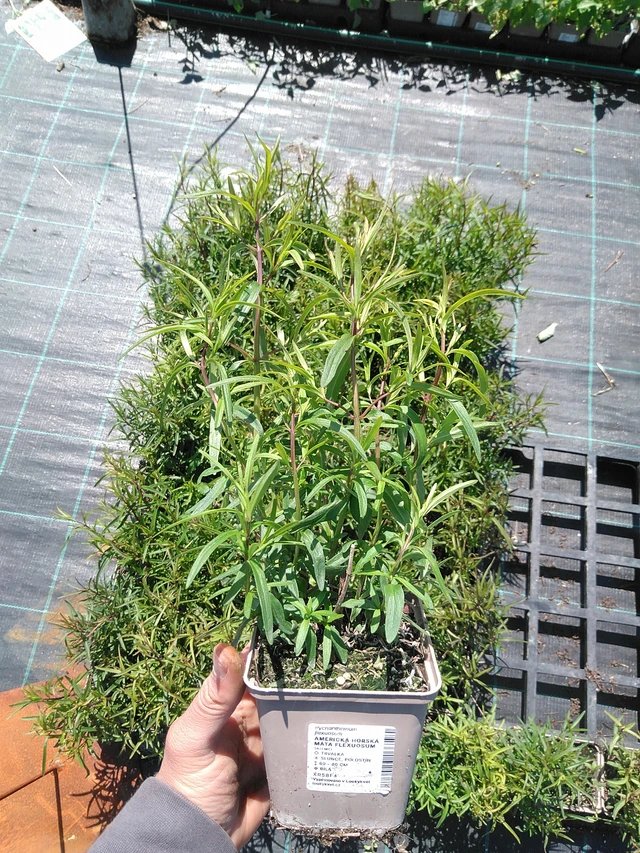 Vuoriminttu Flexuosum - 13. 5. 2025