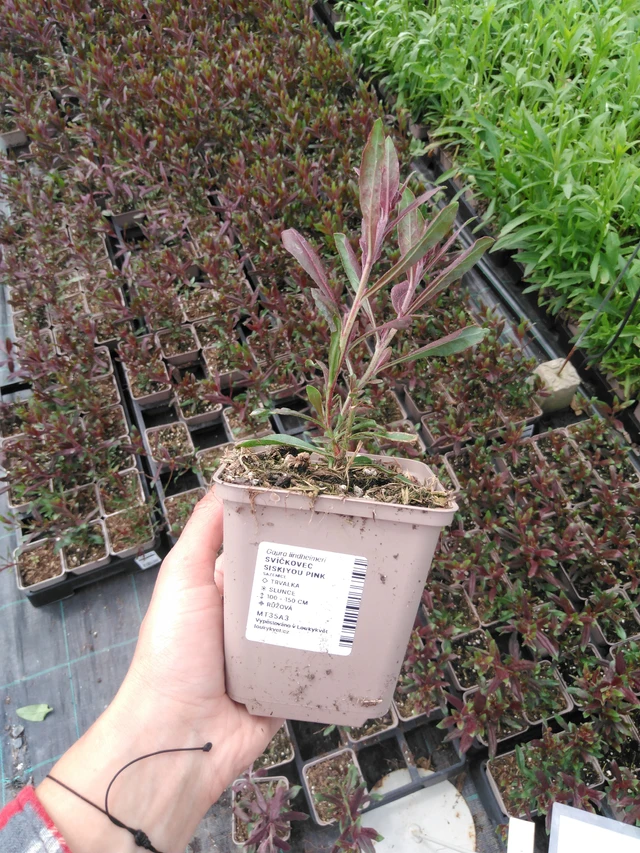 Prachtkaars Siskiyou Pink - 2024