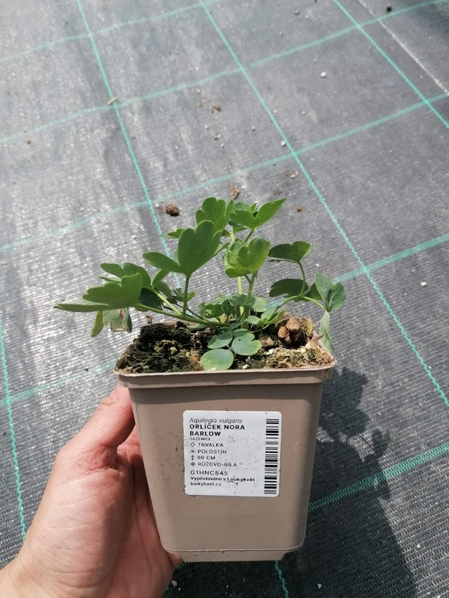 Lehtoakileija Nora Barlow - 2024