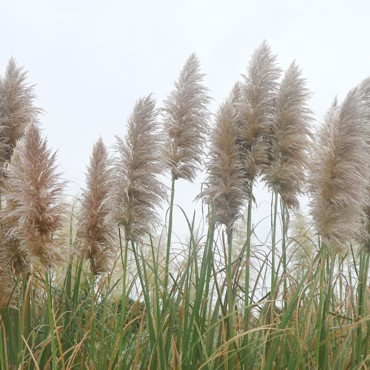 Hierba de la Pampa White Feather, Loukykvět