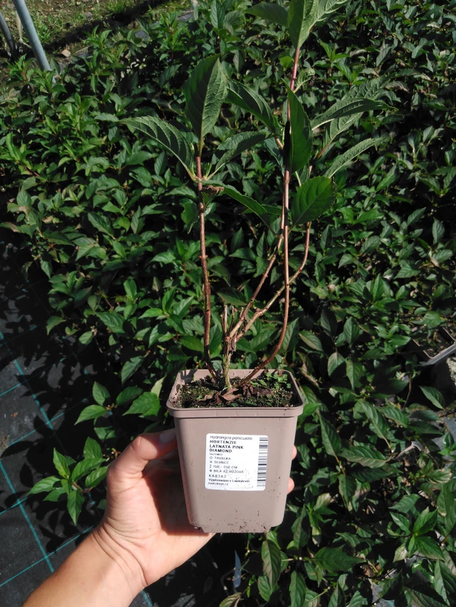 Syyshortensia Pink Diamond - 2024