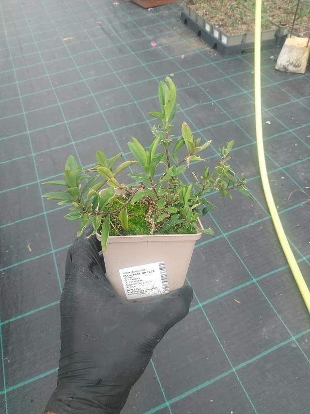 Leimu May Breeze - 10. 9. 2025