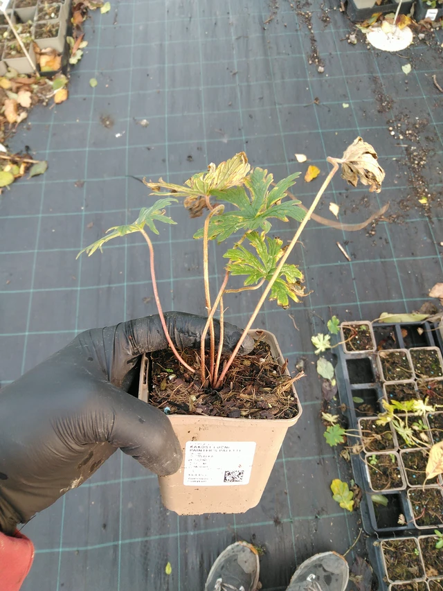 Kyläkurjenpolvi Painter’s Palette - 31. 10. 2025