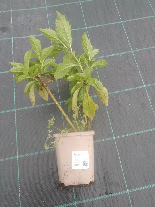 Punalatva Baby Joe - 10. 10. 2025