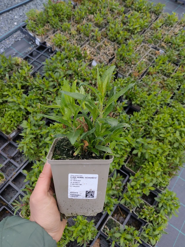 Leimu Franz Schubert - 21. 4. 2026