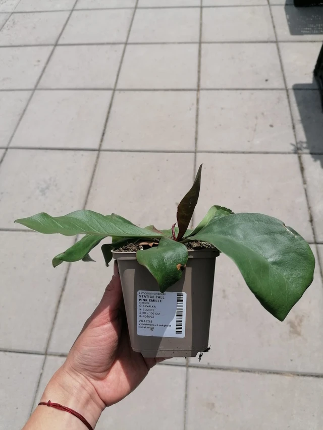 Estatice Tall Pink Emille - 2024