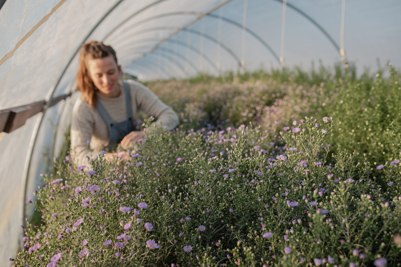 Asteri Cassandra, Loukykvět