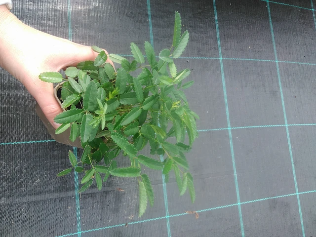 Sanguisorba Pink Tanna - 17. 7. 2025