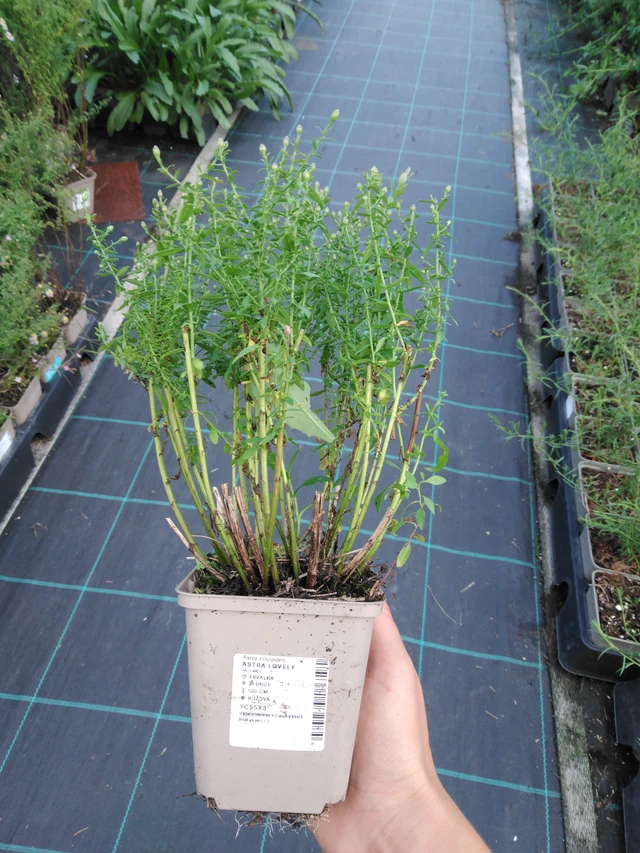 Asteri Lovely - 11. 9. 2025