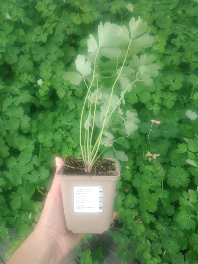 Lehtoakileija Blue Barlow - 2024