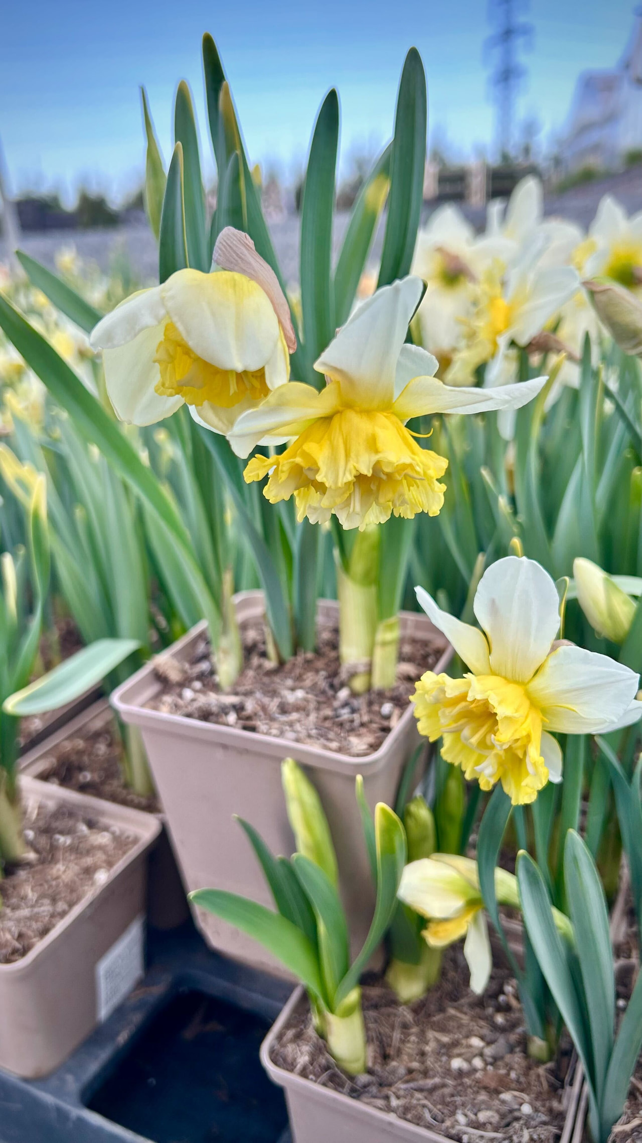 Narciso Mix, Loukykvět