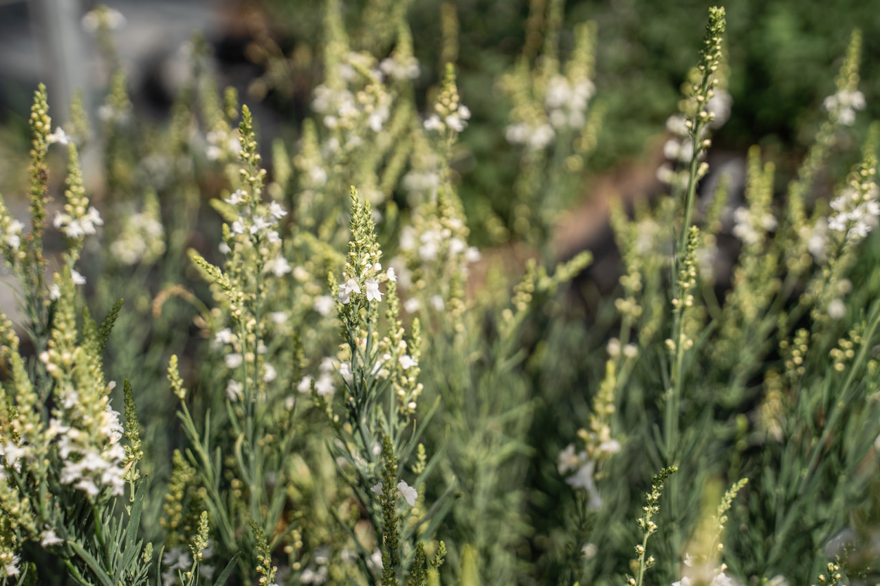 Linaria Springside White, Loukykvět