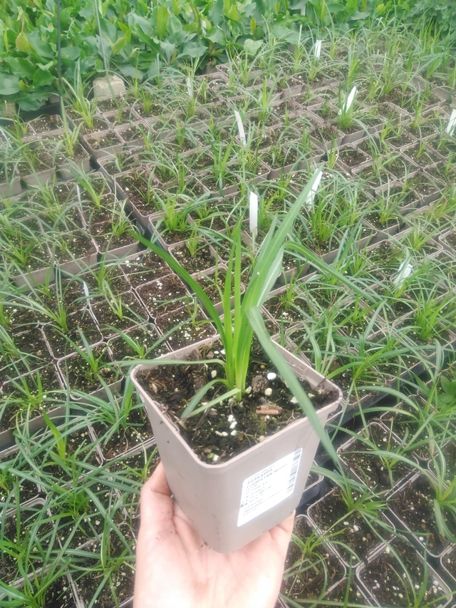 Punatähkä Floristan White - 2024