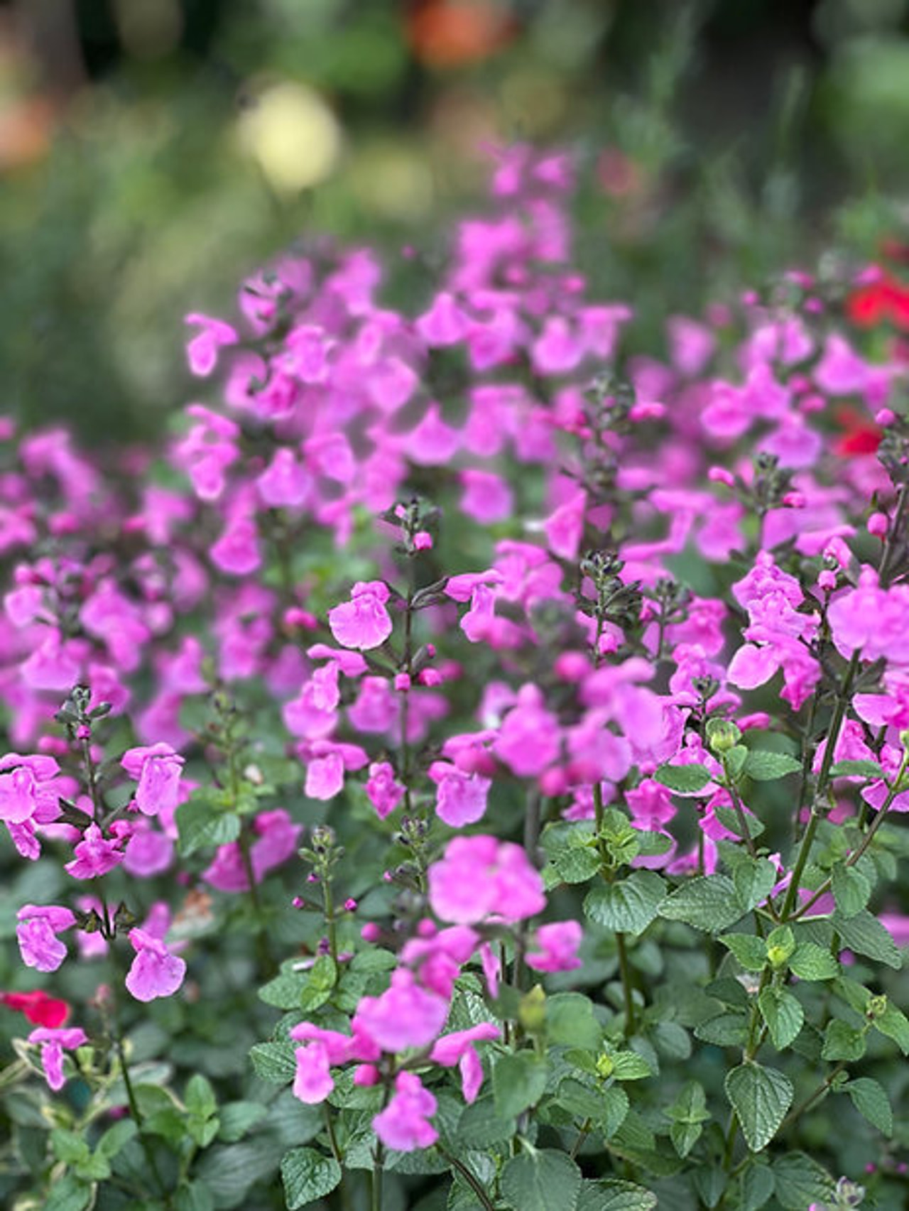 Šalvěj Flower Child, Loukykvět