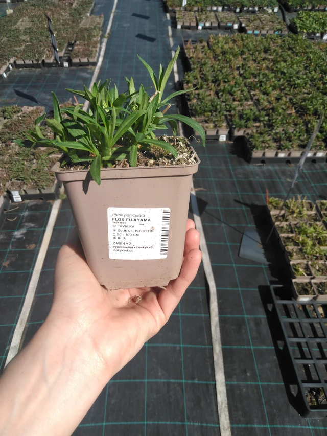 Syysleimu Fujiyama - 3. 4. 2025