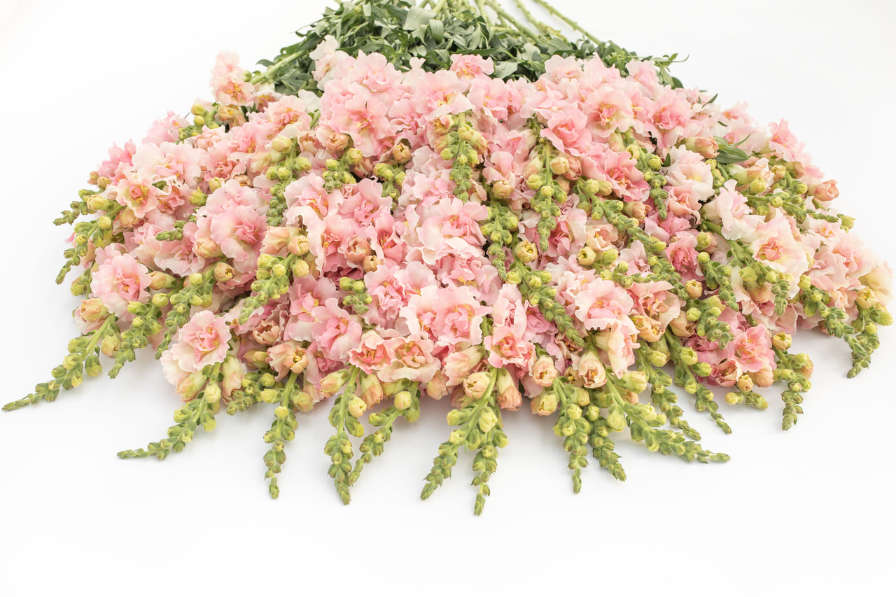 Leijonankita Double Frappe Light Pink, Loukykvět