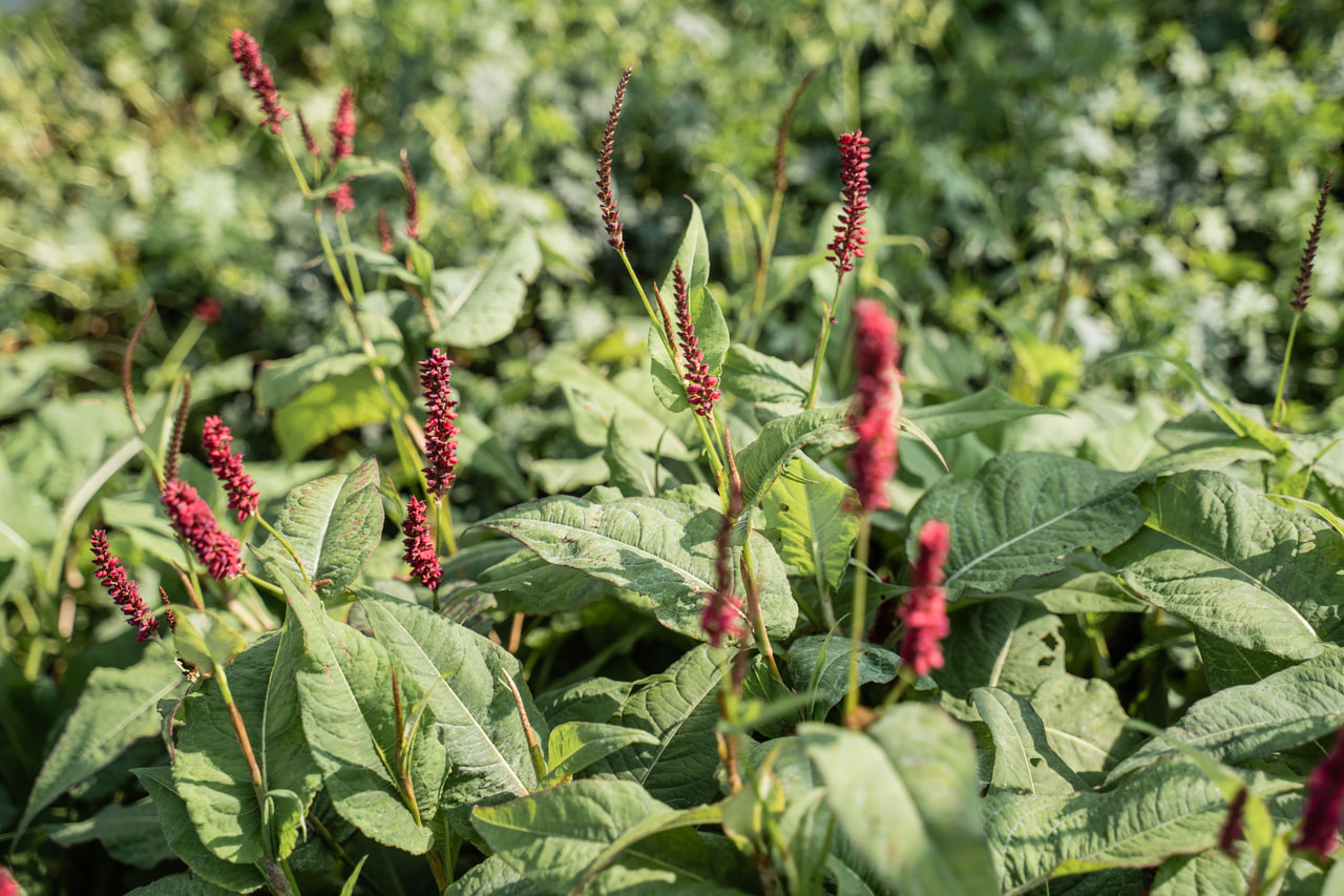 Tatar Dark Red, Loukykvět