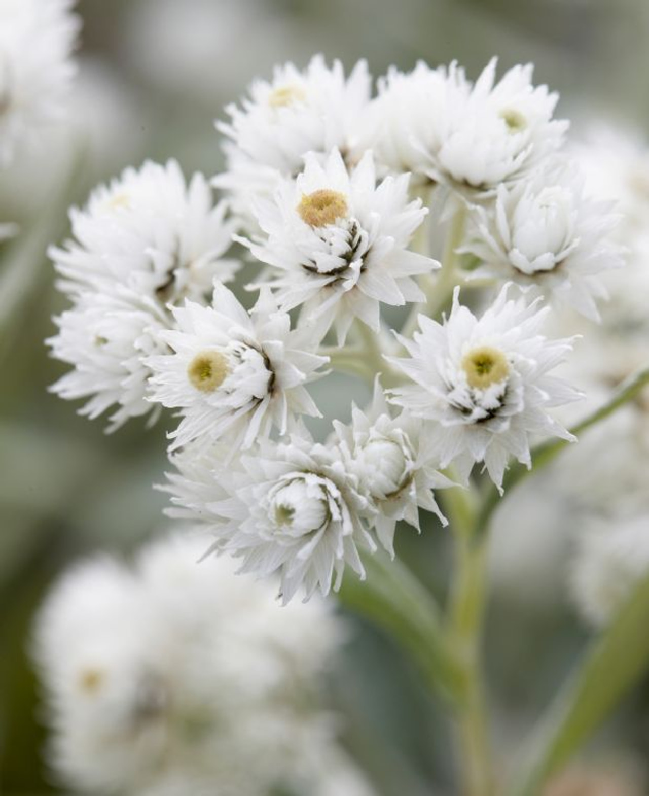 Anaphalis triplinervis, Loukykvět