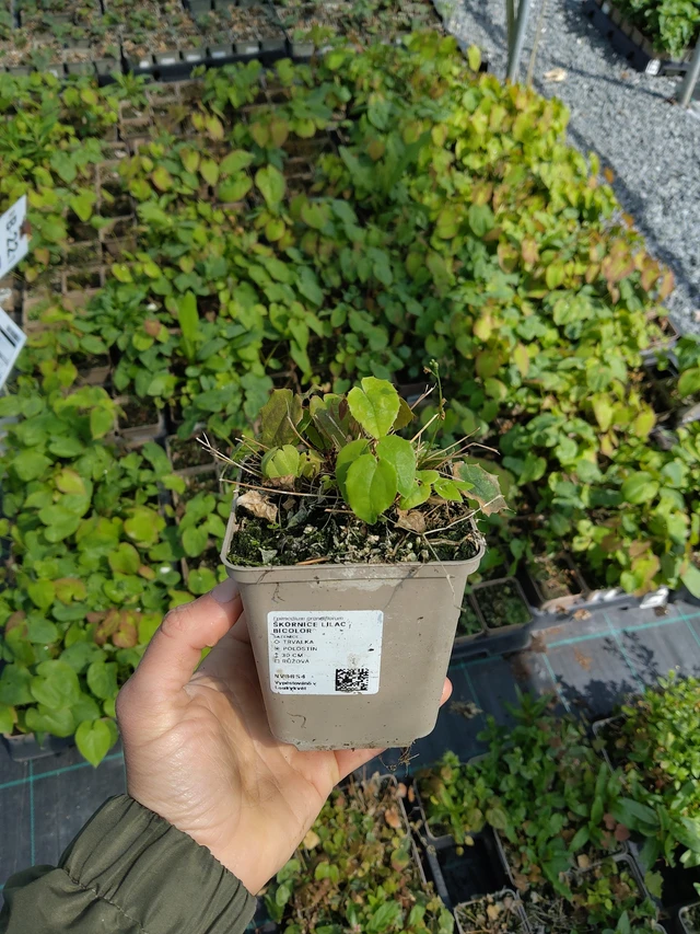 Épimède Lilac Bicolor - 13. 5. 2026