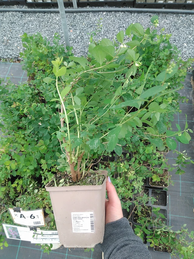 Symphoricarpos Magical Ruby Giant - 9. 6. 2025