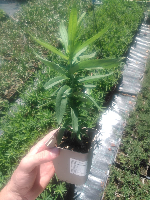 Syysasteri Harrington’s Pink - 2024