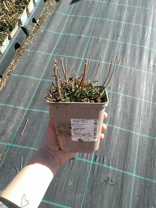 Asteri Lovely - 7. 4. 2026