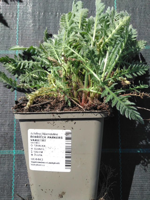 Siankärsämö Parkers Varietät - 3. 4. 2025