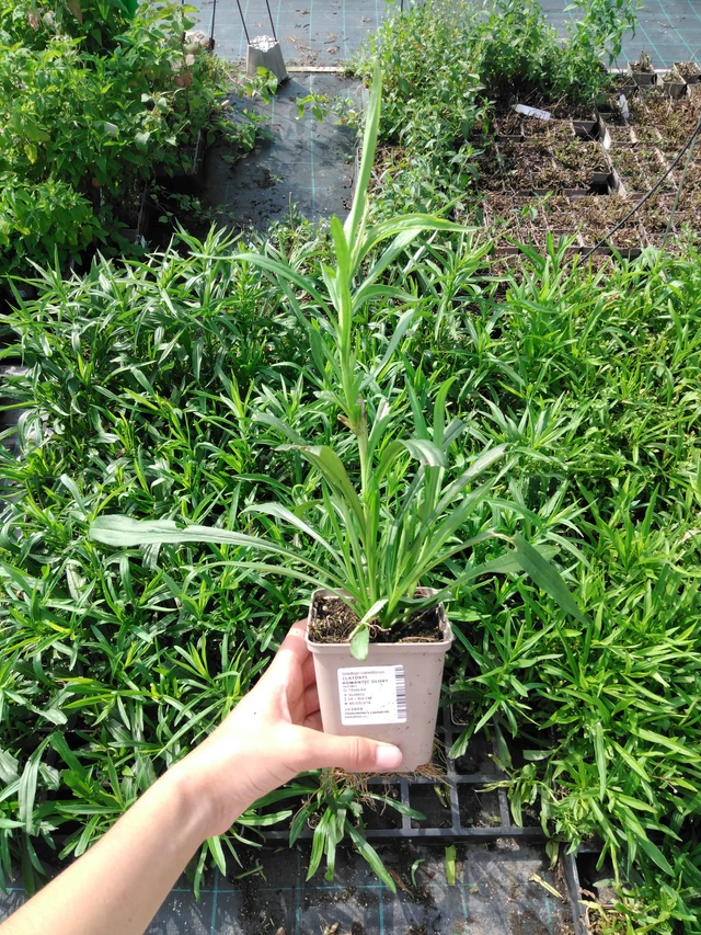 Piisku Romantic Glory - 2024