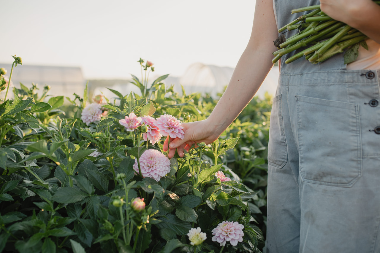 Daalia Pink Silk, Loukykvět