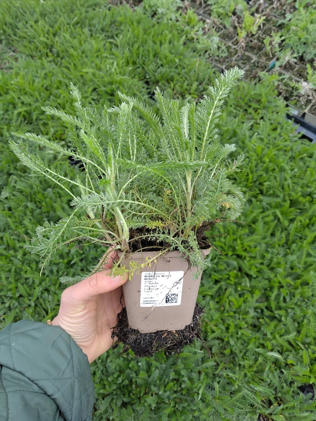 Siankärsämö White Beauty - 21. 4. 2026