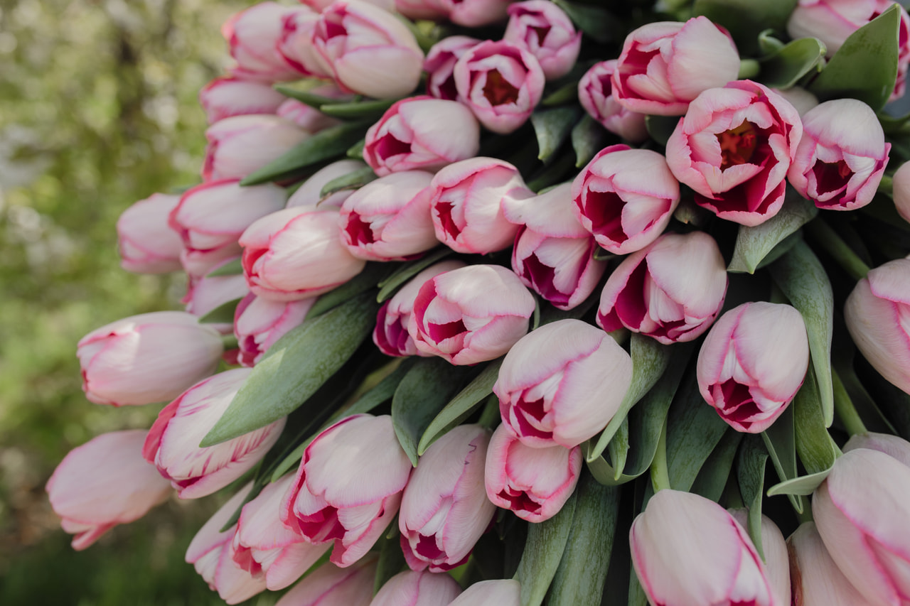 Tulppaani Sissi, Loukykvět