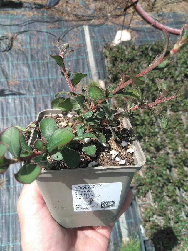 Lyijykukka - 24. 6. 2025