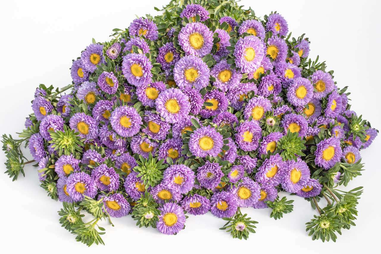 Kiinanasteri Matsumoto Light Blue, Loukykvět