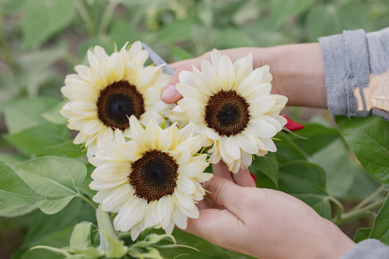 Zonnebloem ProCut White Nite, Loukykvět
