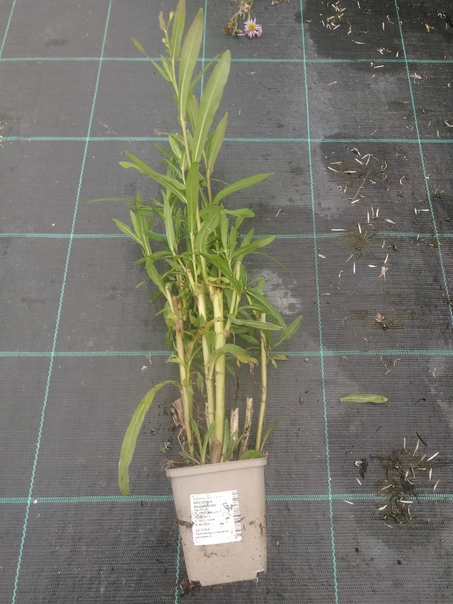 Boltonia decurrens - 10. 10. 2025