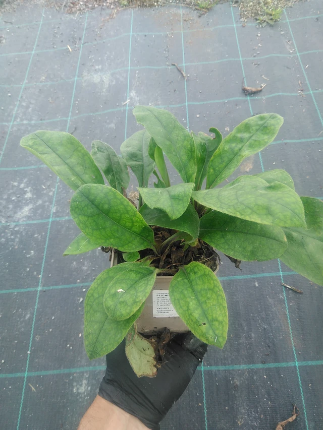 Plicník Azurea - 10. 9. 2025