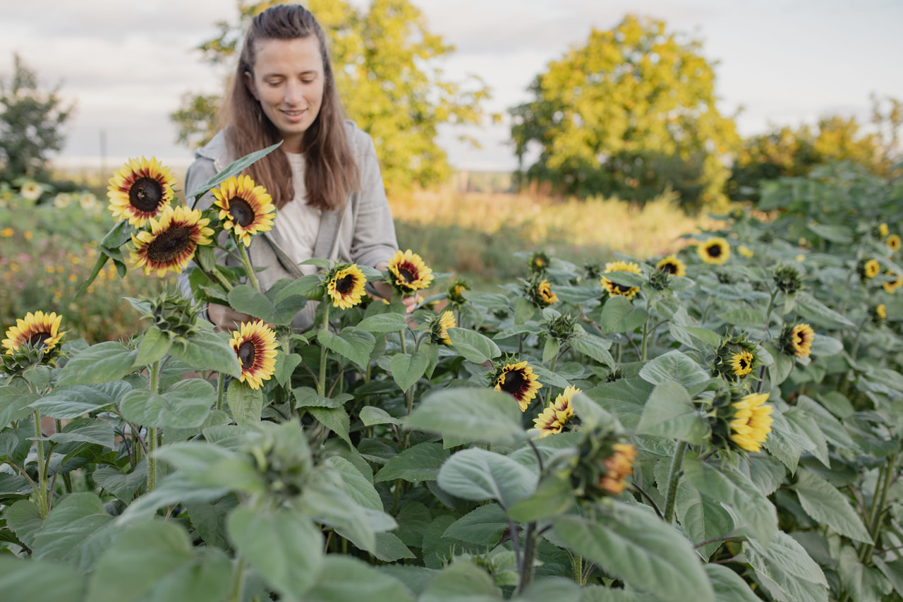 Zonnebloem ProCut Red Lemon BiColor, Loukykvět