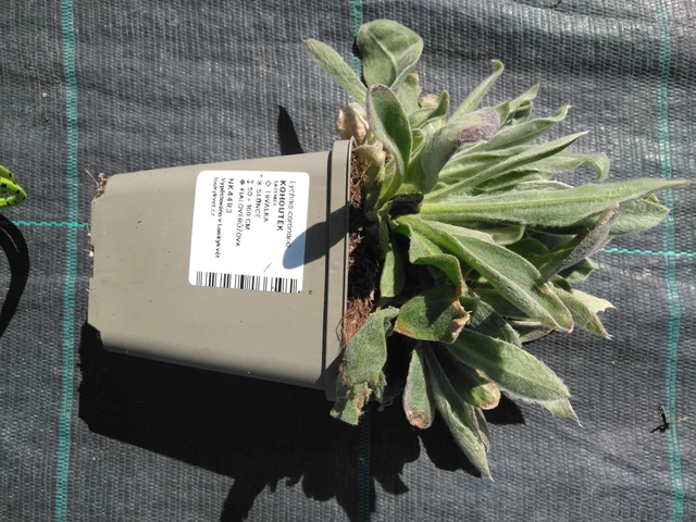 Lychnis - 3. 4. 2025