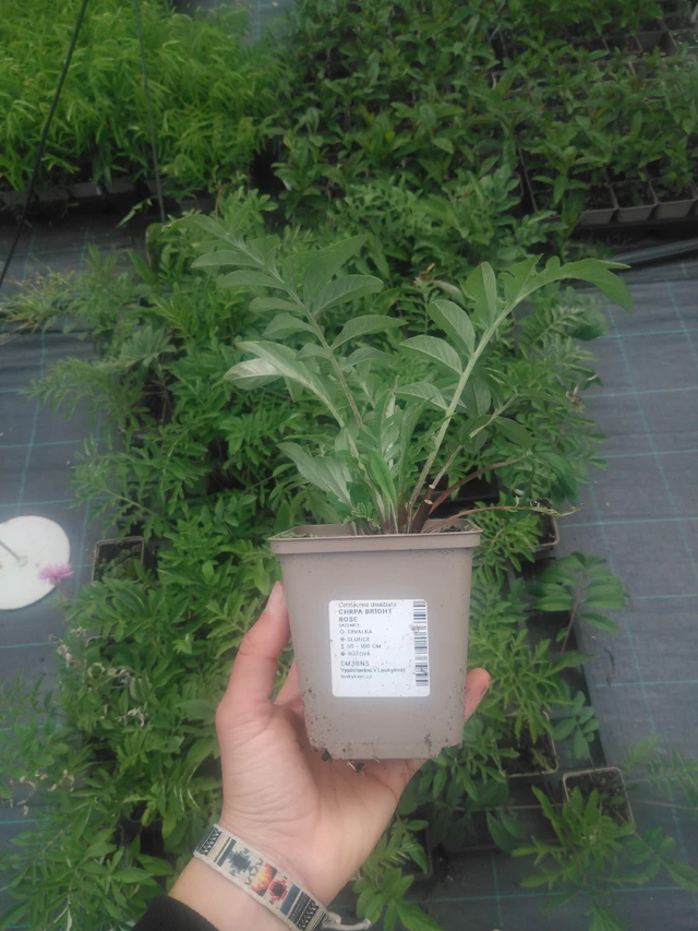 Ruiskaunokki Bright Rose - 2024