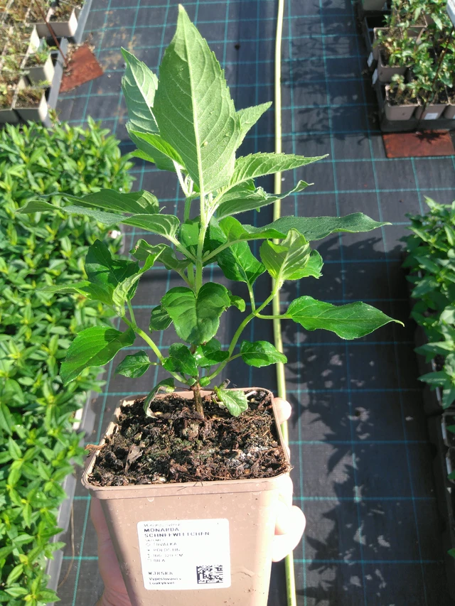 Väriminttu Schneewittchen - 14. 7. 2025