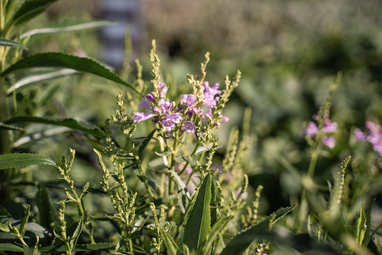 Kellopeippi Rosea, Loukykvět