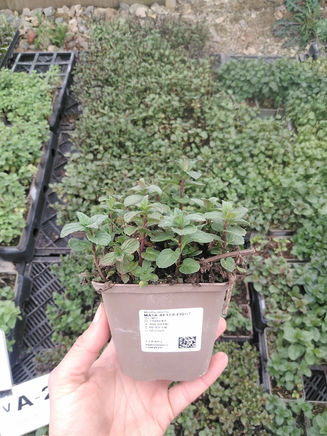 Menta After Eight - 20. 4. 2026