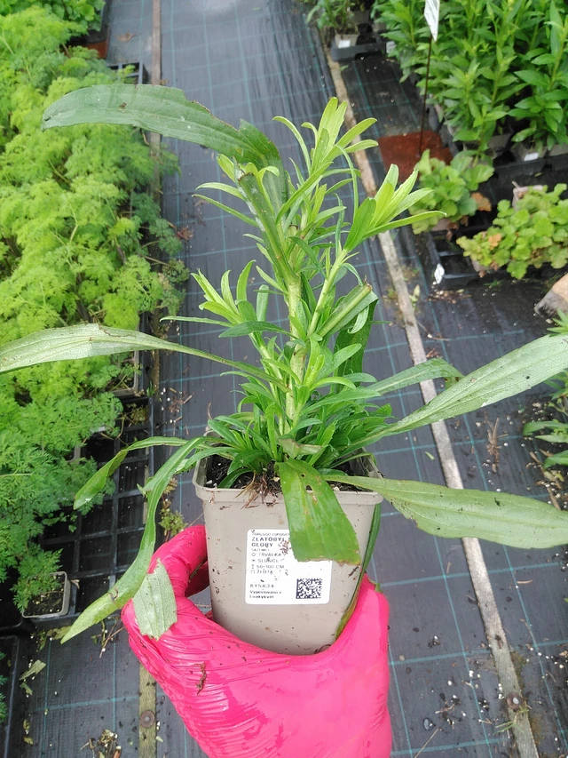 Vara de oro Solar Glory - 29. 7. 2025