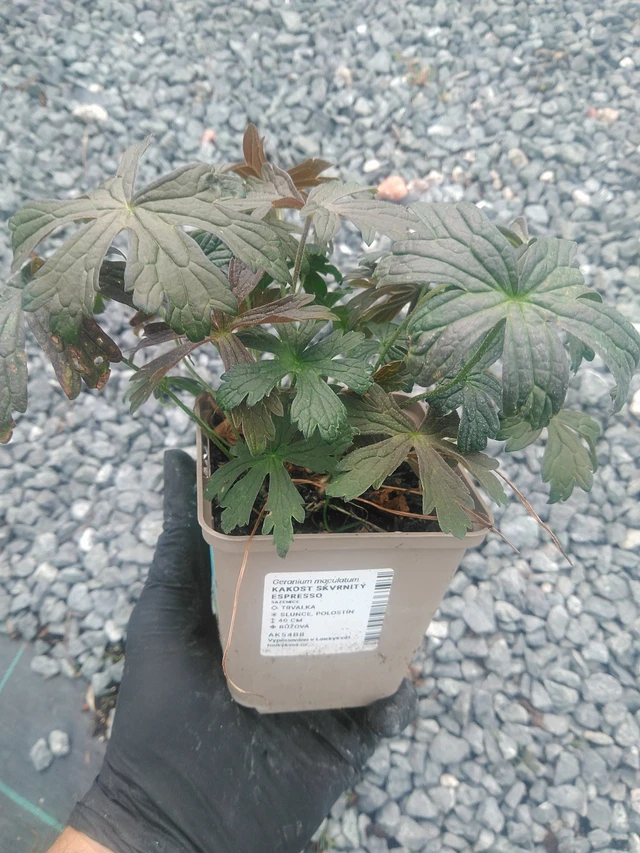 Täpläkurjenpolvi Espresso - 10. 9. 2025