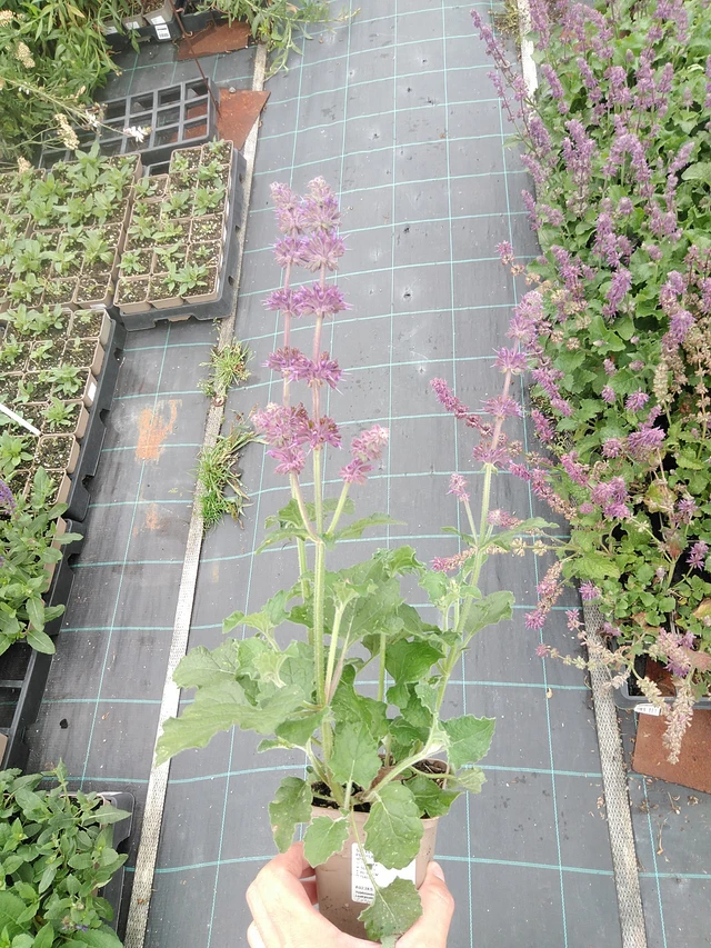 Salvia verticillata Purple Rain - 21. 7. 2025